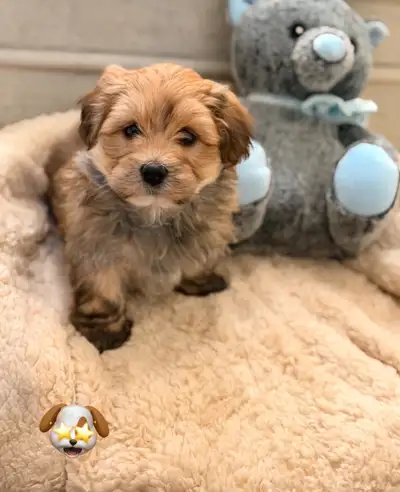 Morkie (Maltese x Yorkie), View more