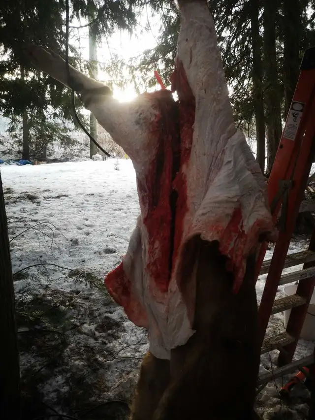 Butchering lessons 454256109992683522
