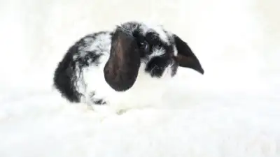 Mini Plush Lop Bunny, View more