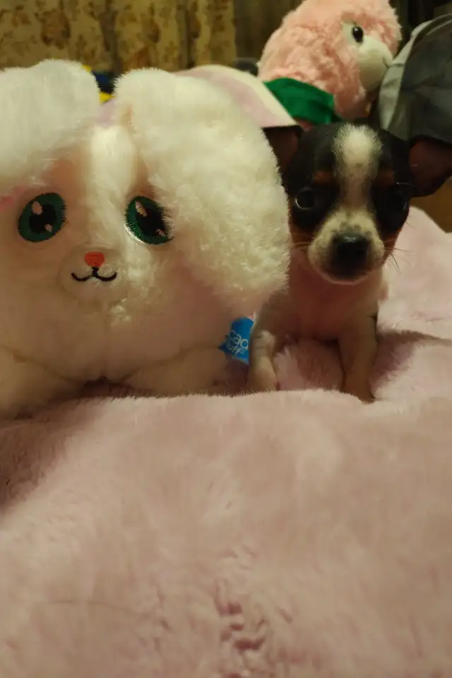 Très petits chihuahuas X minpin in Dogs & Puppies for Rehoming in Longueuil / South Shore - Image 9