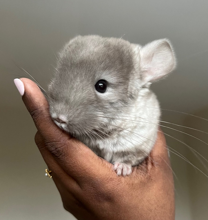 Chinchilla kits looking for their forever homes Small Animals for