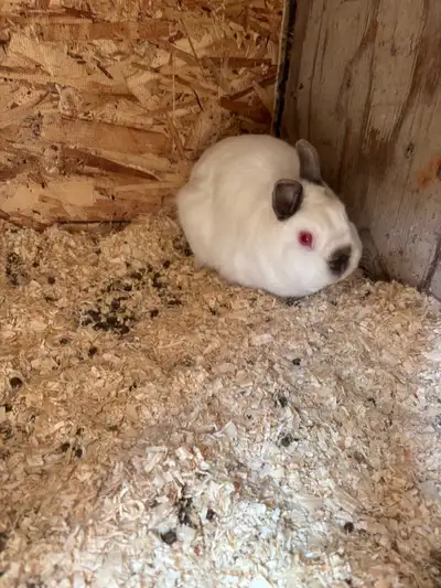 Proven male dwarf rabbit. 3 years old. Easy to handle.