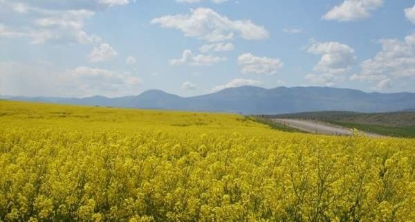 Looking for HEATED and GREEN canola in Farming Equipment in Swift Current