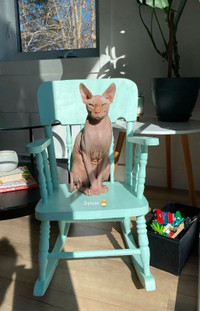 Chat mâle Sphynx de 1 an, vacciné et non-opéré.