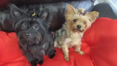 Yorkshire Terrier Puppies, Vaccinated, Playful, with Starter Kit, View more