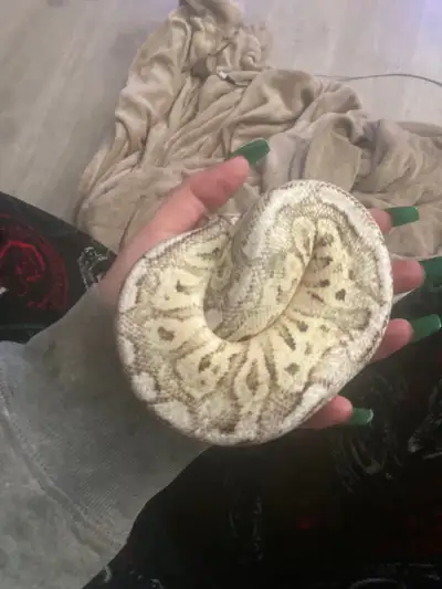 pewter fire het clown ball python, View more