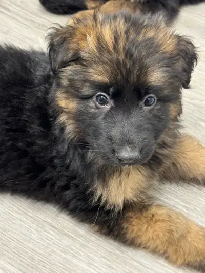 Purebred German Shepherd Puppies‼️‼️READY NOW, View more