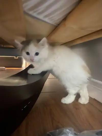 Kitten for sale!, View more