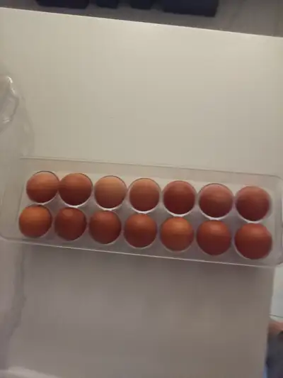 Chicken eggs for sale, View more