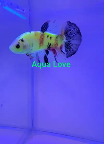 New Shipment of Beautiful Multicolor Green Eyes Glow Betta Fish. Males & Females both are available...