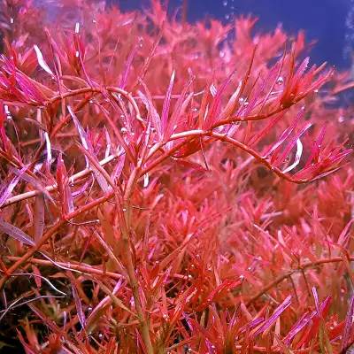 LIVE AQUARIUM PLANTS : ROTALA H'RA, View more