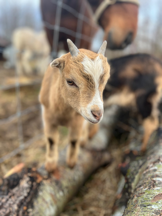 Dwarf goats in Livestock in Renfrew - Image 4