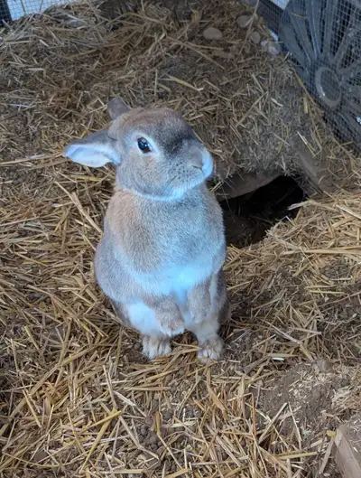 Rabbits to rehome, View more