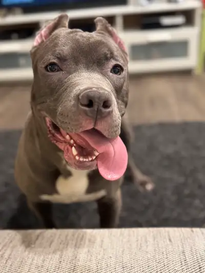 9 month old xl puppy for rehoming Meet Titan! Titan is looking for his forever home. He was born on...