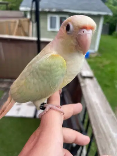Meet this adorable handfed Mooncheek conure baby! DNA tested male. This sweet guy is used to both ki...