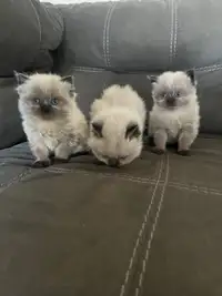 Seal Point Himalayan Kittens