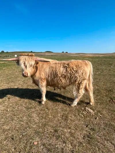 Butcher steer , quiet grain fed 30% leaner meat then other domestic breeds Asking 3000. Black one go...