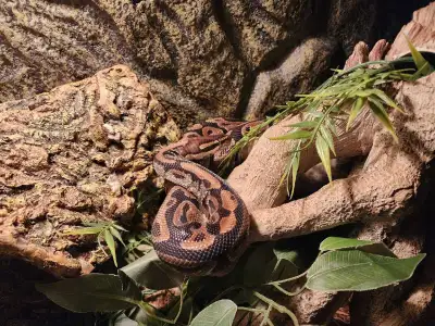 serpent python, View more