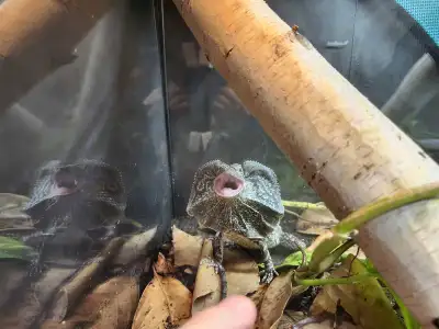 8 MONTH OLD INDONESIAN FRILLED DRAGON, View more