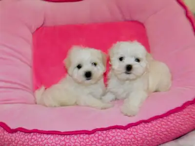 Tiny toy maltese puppies (647-839-6904), View more