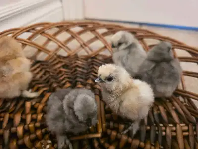 silkie chicks, View more
