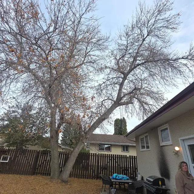 Essential Tree Services 533909563360552964