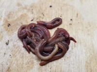 African & European Nightcrawler Compost Worms!
