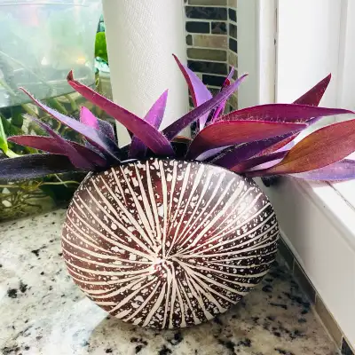 Purple heart - Tradescantia Pallida in Decorative Planter, View more