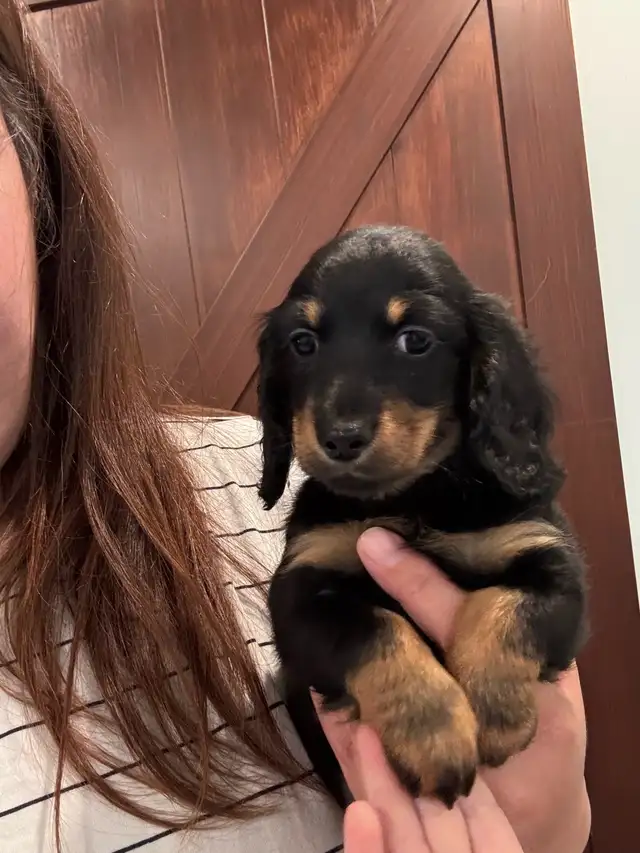 CKC Reg'd Mini Long Haired Dachshund Puppies in Dogs & Puppies for Rehoming in Norfolk County - Image 3