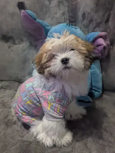 Shi tzu puppy, View more