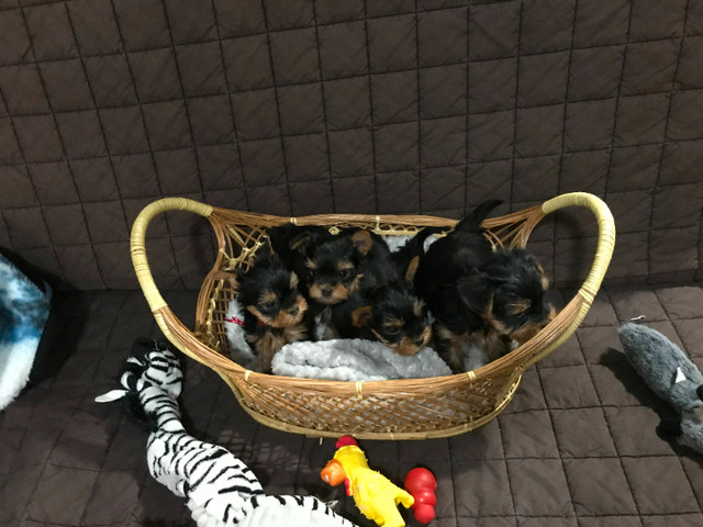 Registered Yorkshire Terrier pups in Dogs & Puppies for Rehoming in Saskatoon - Image 2