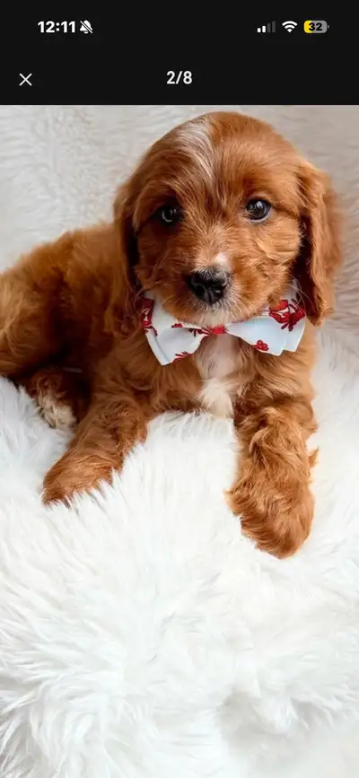 Cavapoo puppy for sale, View more
