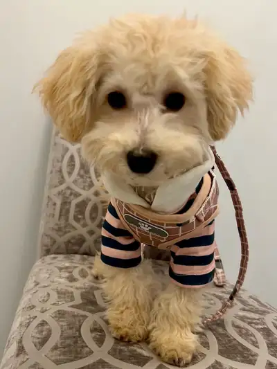 Beautiful Cream Toy Poodle puppies available !!! 6 month old. Non shedding and hypoallergenic! I am...