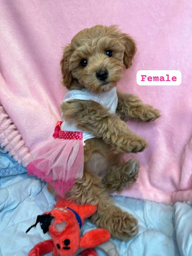 A beautiful and adorable female Bichonpoo (mom is on site) in Dogs & Puppies for Rehoming in Markham / York Region - Image 2