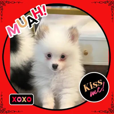 Ready to go! Adorable male Parti Pomeranian puppy!, View more