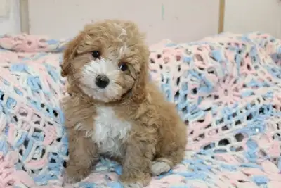 5 SWEET LITTLE POODLE PUPPIES, View more