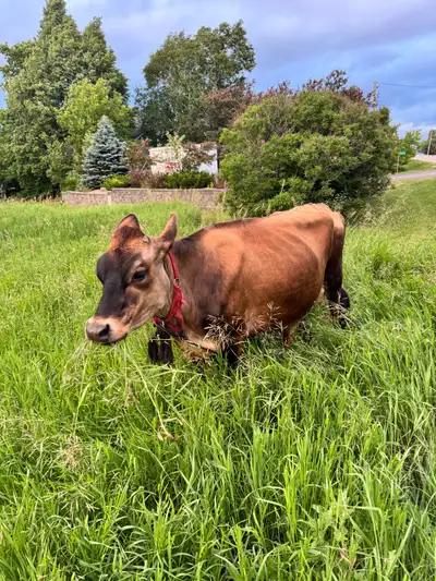 Jersey Milking Cow for Sale, View more