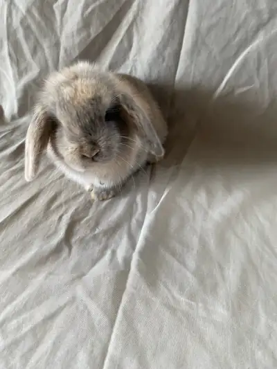 HOLLAND LOP EARED BUNNIES, View more