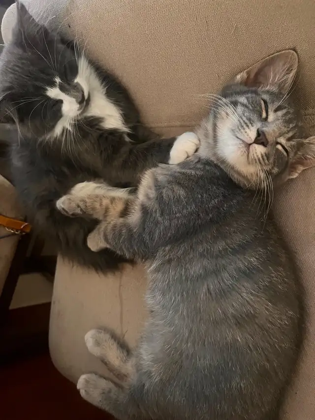 Gorgeous Male Kittens in Cats & Kittens for Rehoming in North Bay - Image 2