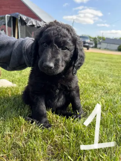Goldendoodle Bernese, View more