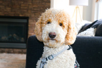Standard poodle looking for a new home