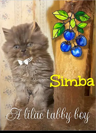 Persian Himalayan Kittens, View more