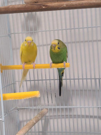 Budgies and cage