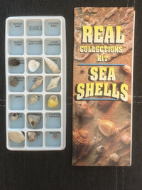 Sea Shell Collectors Set 