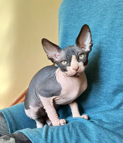 Stunning Tuxedo Sphynx Kitten  Available For Sale, View more