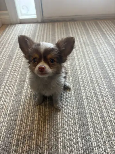 Chihuahua Puppies, View more