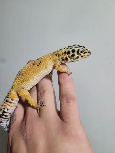 Hey everyone, i am putting up my 2 leopard geckos. They are unsexed. Eating very well on a variety o...