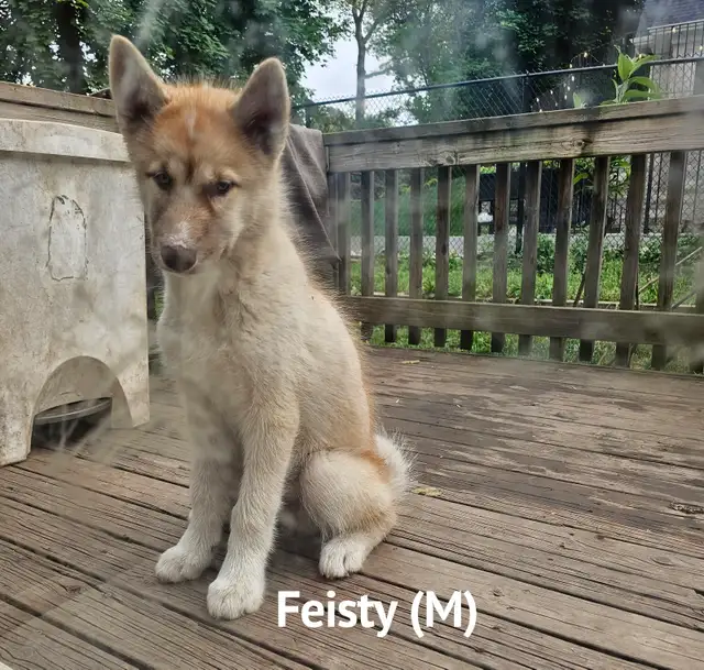 RARE Canadian Eskimo Puppy -Feisty (M) in Dogs & Puppies for Rehoming in Hamilton - Image 4