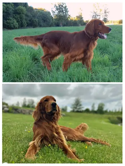 Irish Setter puppies, View more