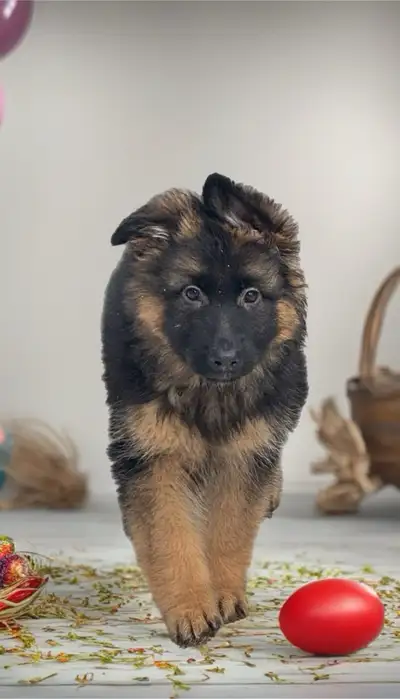 Purebred German Shepherd Puppies‼️‼️5 LEFT‼️, View more